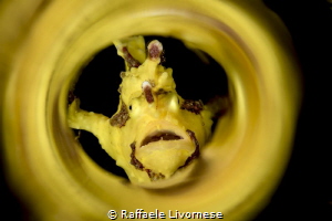 Yellow Frog fish with chromatic tube tecnic by Raffaele Livornese 